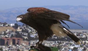 Harris' Hawk         