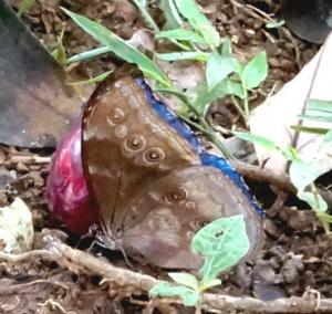 Blue Morpho Butterfly         