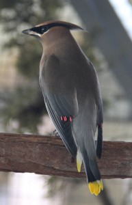 Cedar Waxwing