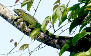 Iguana         