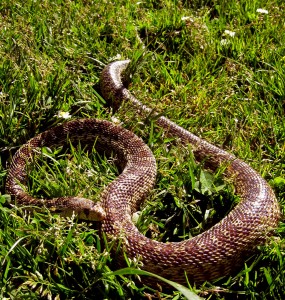 Gopher Snake