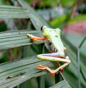 Red Eyed Tree Frog         