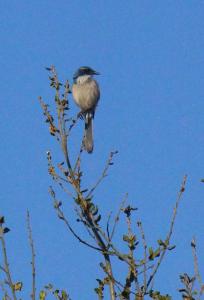 Western Scrub Jay         