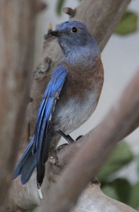 Western Bluebird