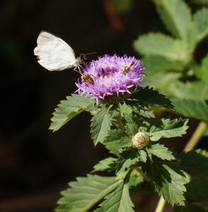 Butterfly on Thistle      