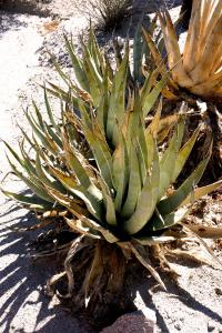 Agave                  