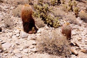 Barrel Cactus                            