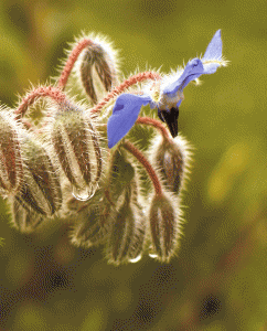 Borage