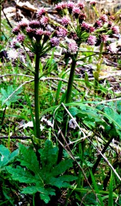 Coltsfoot 
