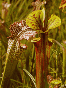 Pitcher Plant  