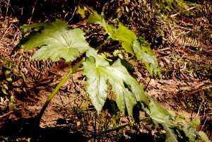 Cow parsnip 