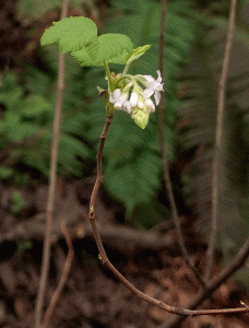 Currant Bloom 