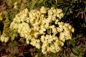 Elder Bloom 