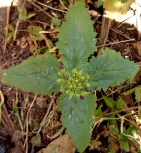 Figwort