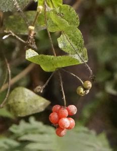Honeysuckle berries 