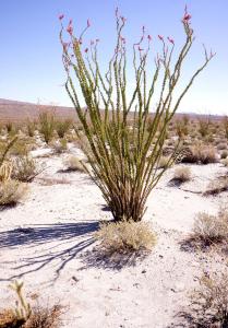 Ocotillo            