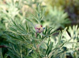 Peony Bud            