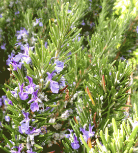 Rosemary
