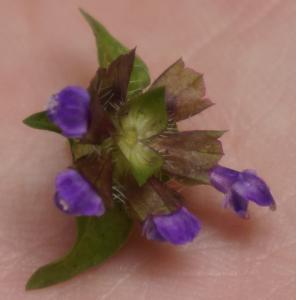 Selfheal Flower