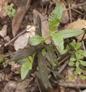 Sticky Monkey (with Blight)