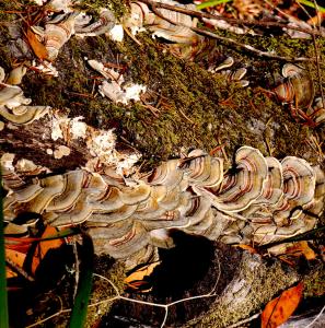 Turkey Tail          