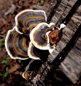 TurkeyTail