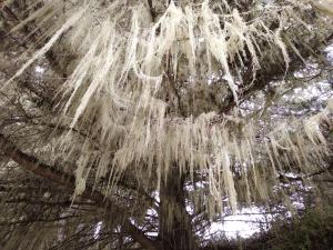 Old Man's Beard