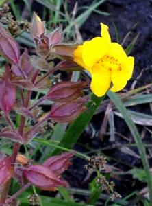 Yellow Mimulus