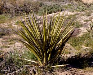 Yucca                      