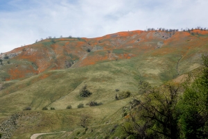 Golden Hills of California  