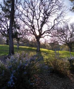 Oaks and Sunset