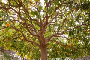 Orange Tree