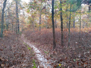 Path