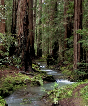 Redwood Forest                 
