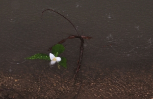 Trillium In Rain                 
