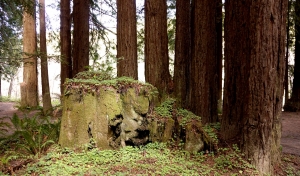 Where The Fairies Live