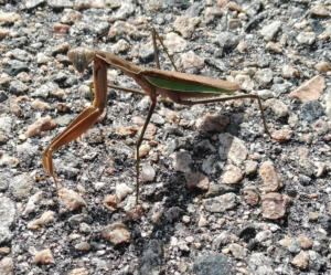 Praying Mantis