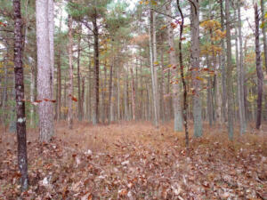 The Pine Barrens